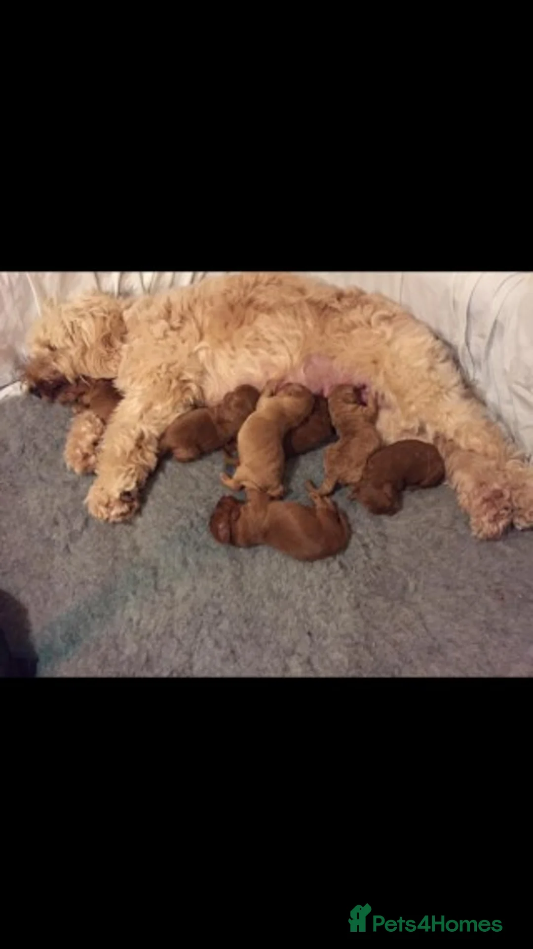 Miniature Poodle dogs for stud: Extensively Health Tested Deep Red Mini Poodle in Mansfield - Advert 35