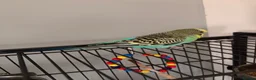 Budgerigars birds for sale: 2 budges plus cage  in Bristol - Advert 2