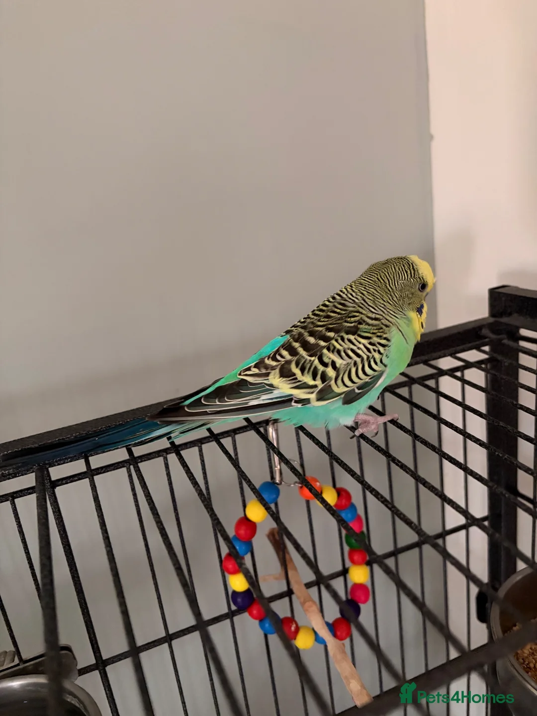 Budgerigars birds for sale: 2 budges plus cage  in Bristol - Advert 2