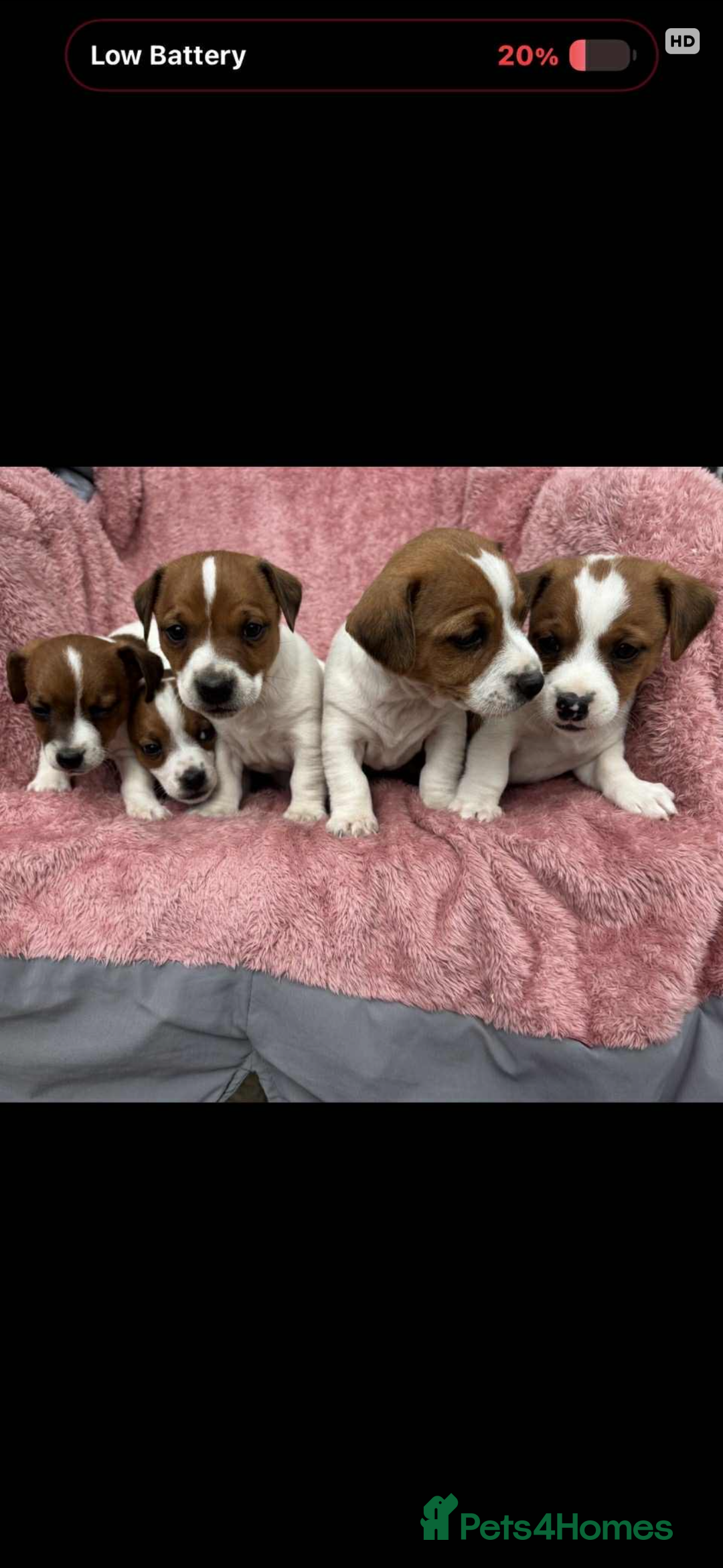 Jack Russell dogs for sale: Jack Russell Puppies  - Image 1