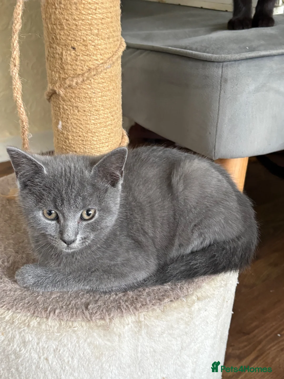 Mixed Breed cats for sale: British shorthair  - Advert 2
