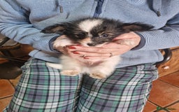 Papillon dogs for sale: KC Papillon. DNA health tested parents - Image 25