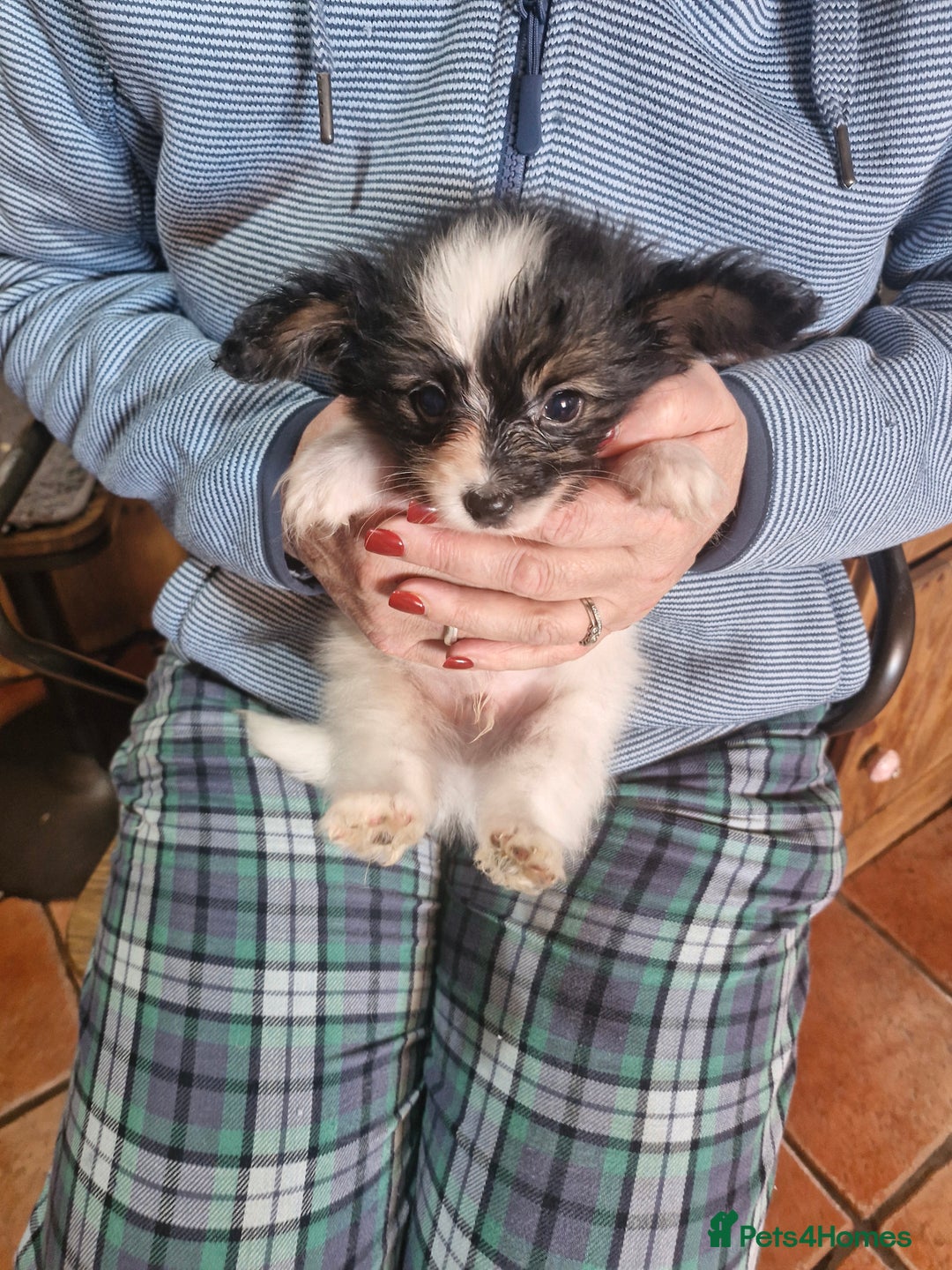 Papillon dogs for sale: KC Papillon. DNA health tested parents - Image 25