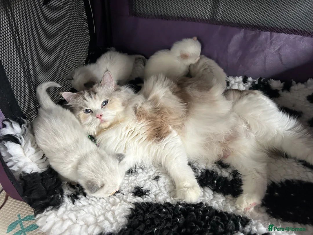 Ragdoll cats for sale: Seal bicolour ragdoll  - Advert 2