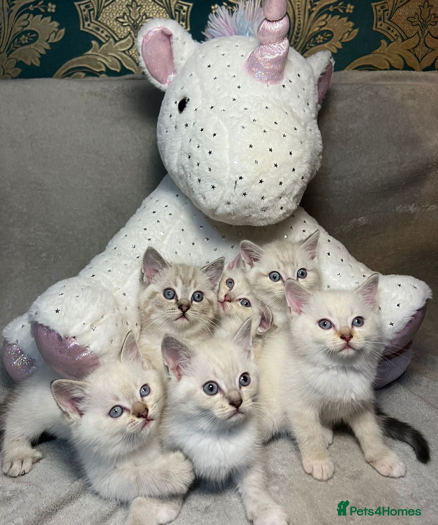 Mixed Breed cats 6 cute blue-eyed Ragdoll and BSH mix kittens  - Advert 10