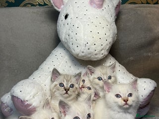 Mixed Breed cats 6 cute blue-eyed Ragdoll and BSH mix kittens - Advert 2