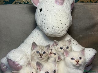 Mixed Breed cats 6 cute blue-eyed Ragdoll and BSH mix kittens - Advert 1