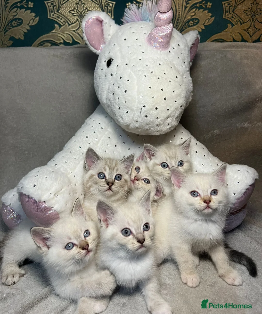 Mixed Breed cats for sale: 6 cute blue-eyed Ragdoll and BSH mix kittens  - Advert 1