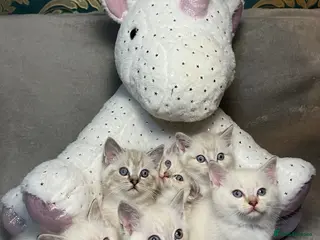 Mixed Breed cats 6 cute blue-eyed Ragdoll and BSH mix kittens - Advert 2