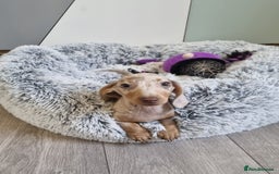 Dachshund dogs for sale: 🩷lovely Dachshund Puppy’s Ready For New homes🩷 - Advert 6