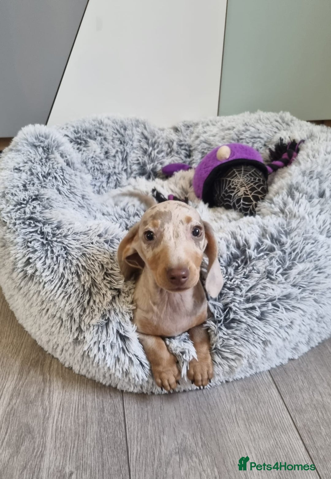 Dachshund dogs for sale: 🩷lovely Dachshund Puppy’s Ready For New homes🩷 - Advert 6
