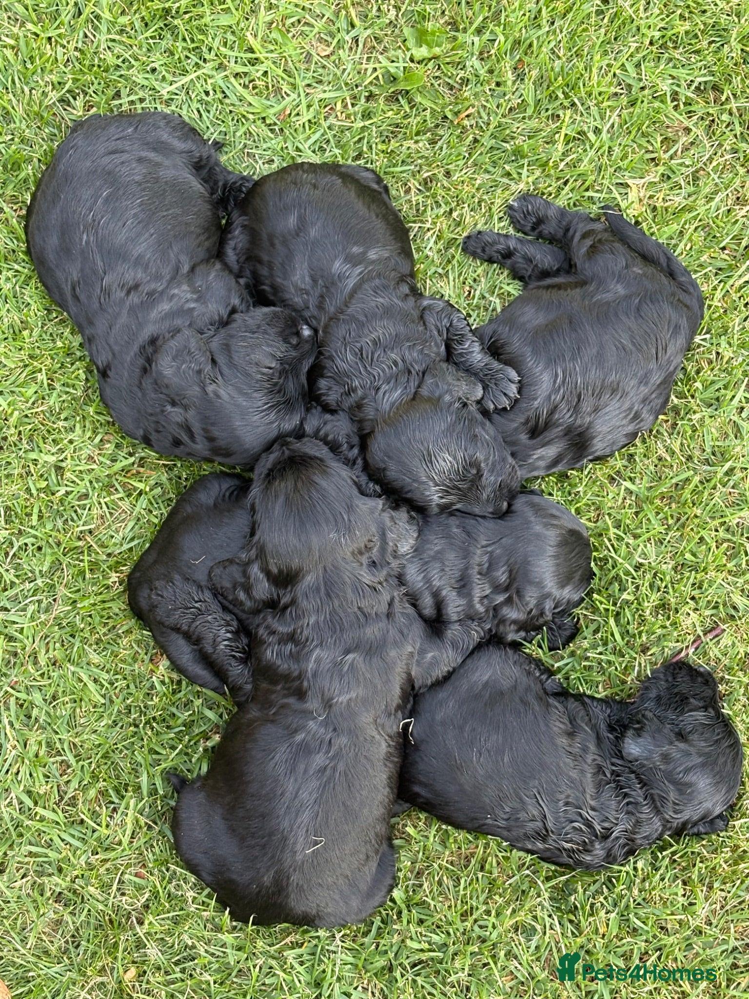Cockapoo dogs 6 adorable cockapoo  - Advert 1