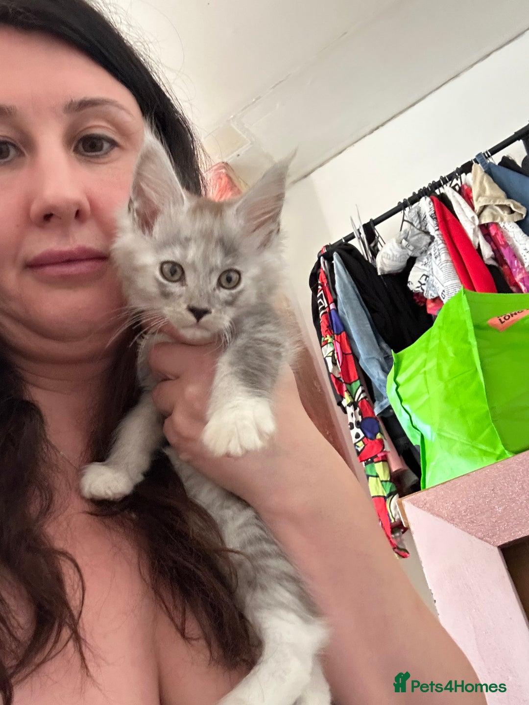 Maine Coon cats for sale: Maine coon kittens  - Advert 5