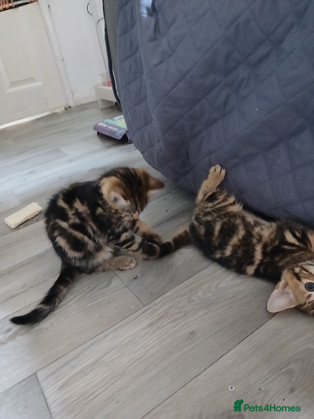 Mixed Breed cats for sale: Tabby kittens for sale - Image 13