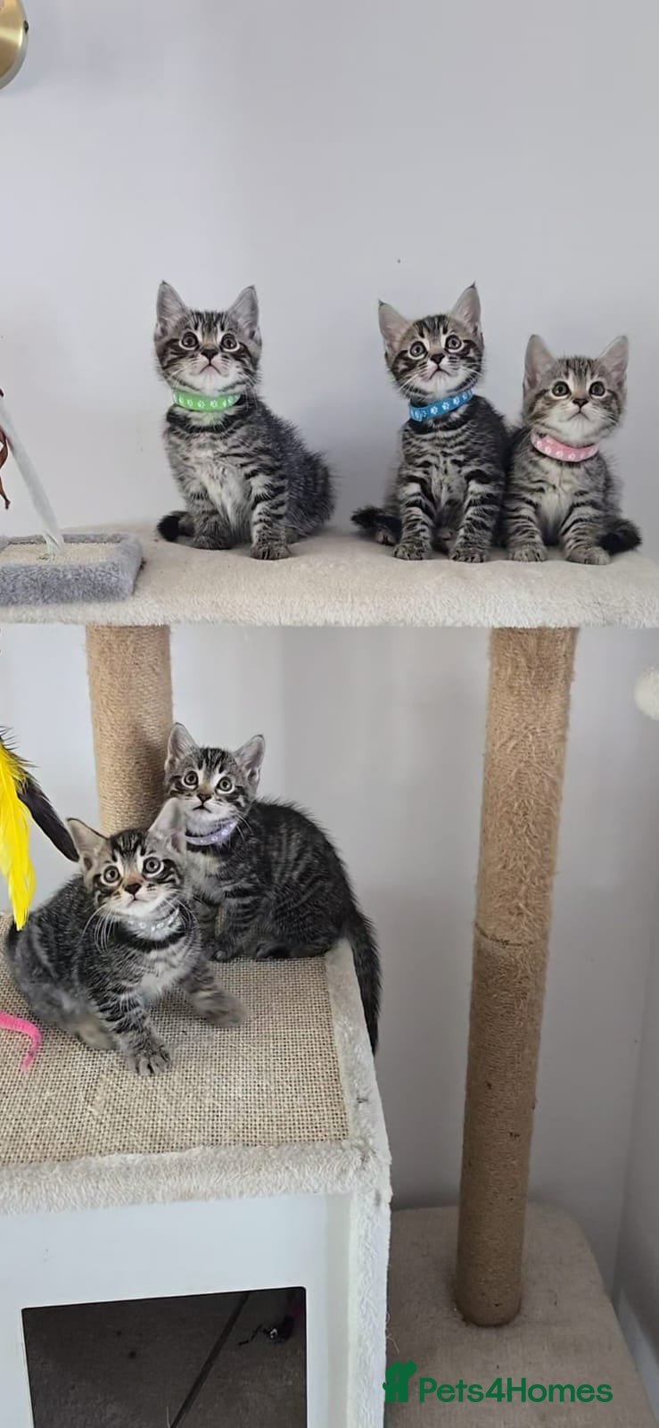 Mixed Breed cats Beautiful Bengal Mix Kittens - Advert 1