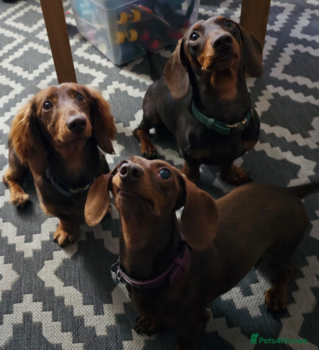 Miniature Dachshund dogs for stud: STUD ONLY  - Image 8
