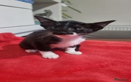 Oriental cats for sale: Oriental kittens - Advert 7