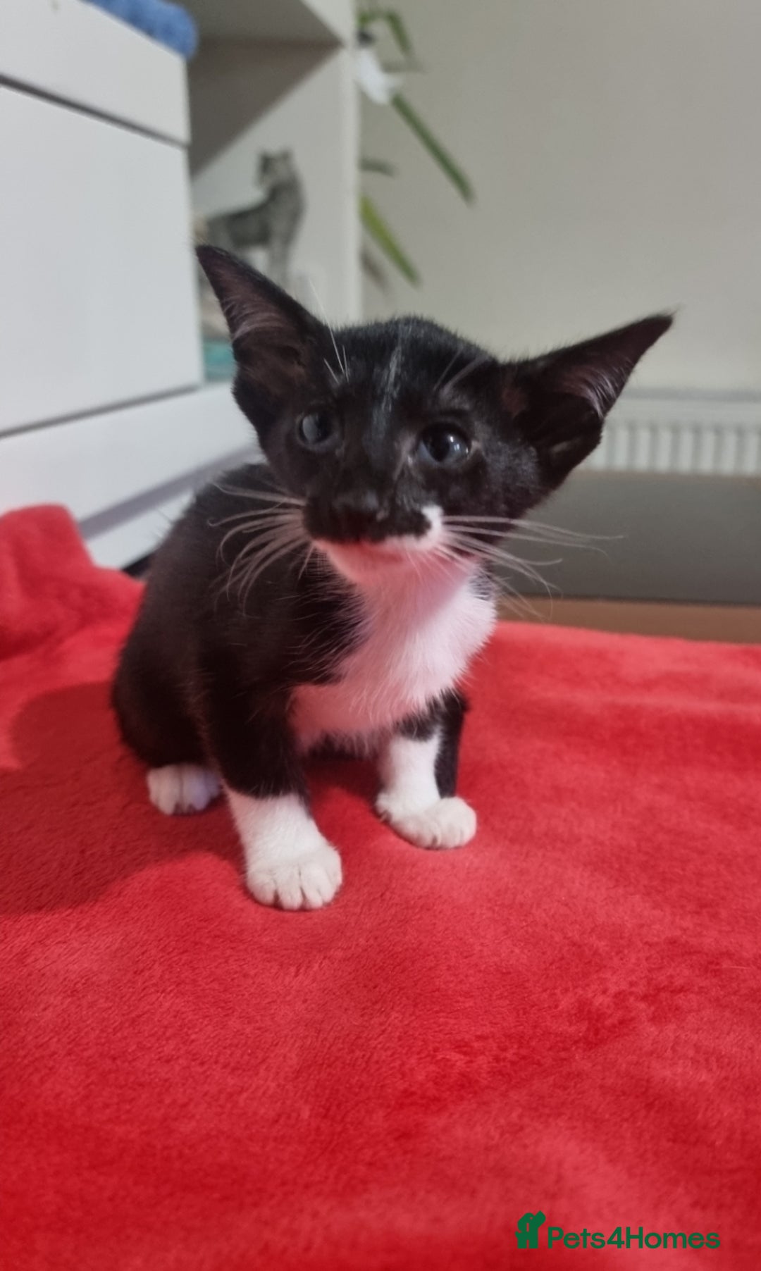 Oriental cats for sale: Oriental kittens - Advert 7