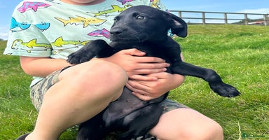 Labrador Retriever dogs - Advert 5