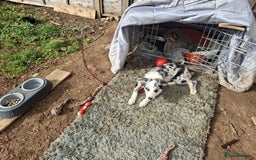 Australian Shepherd dogs for sale: Bluey - Image 3