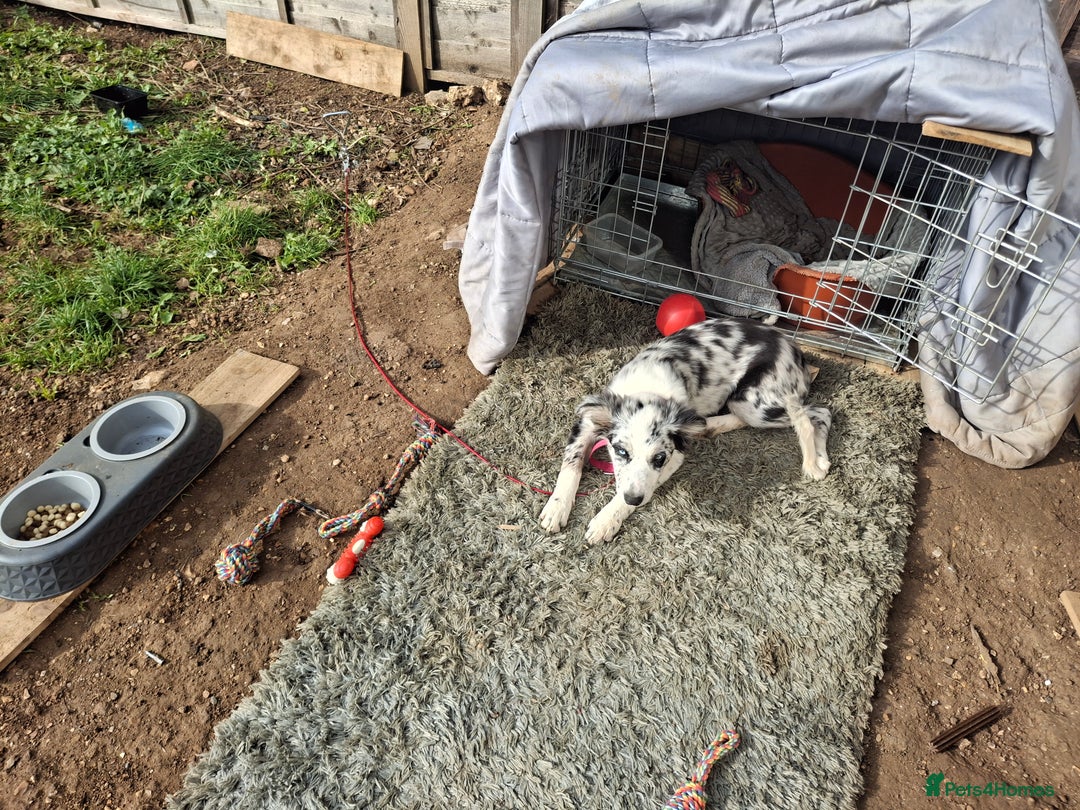 Australian Shepherd dogs for sale: Bluey - Image 3