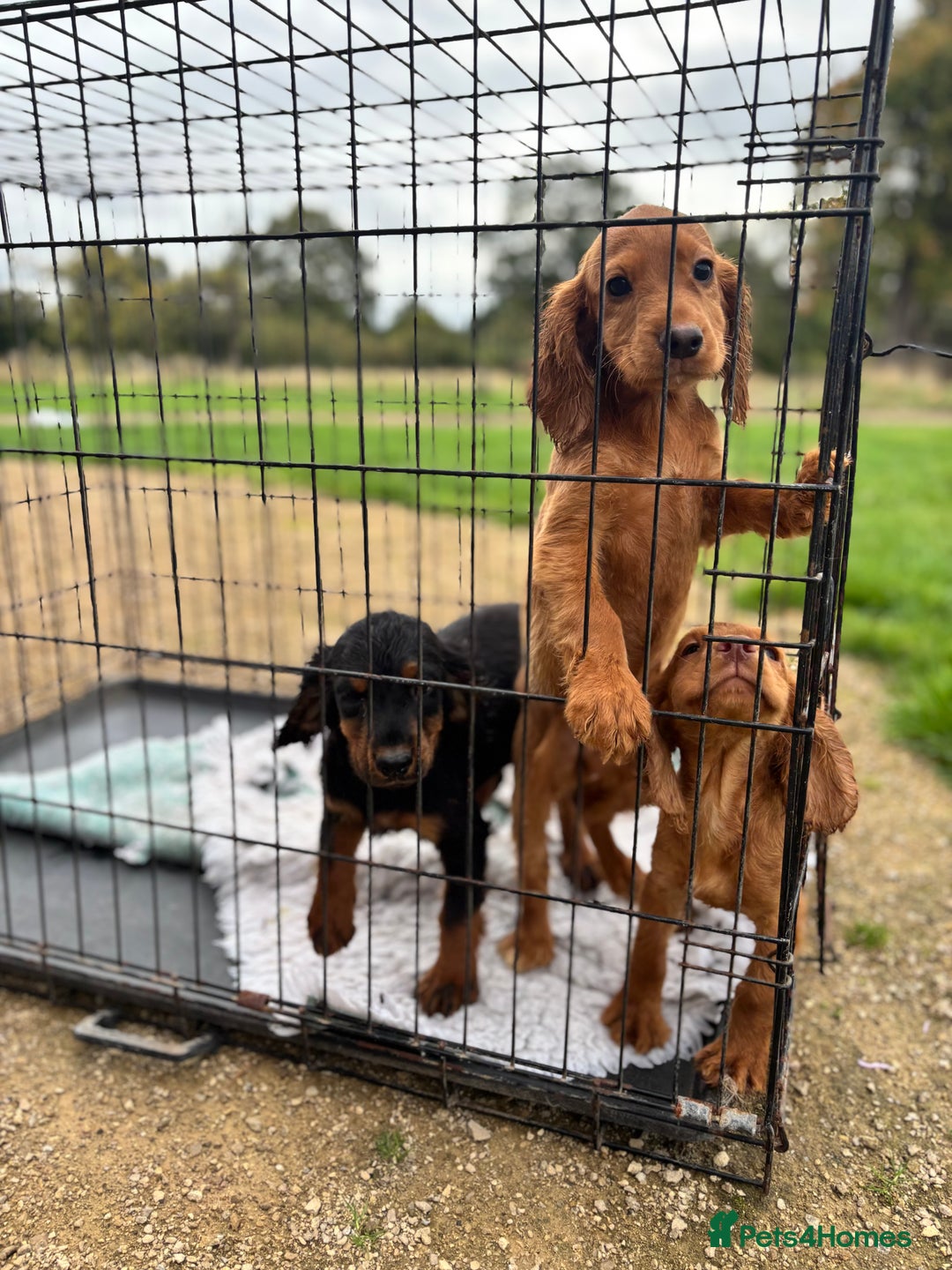 Cocker Spaniel dogs for sale: Working cocker spaniel - champion bloodlines  - Image 34