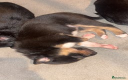 Mixed Breed dogs for sale: Beautiful Huntaway x Collie pups  - Image 21