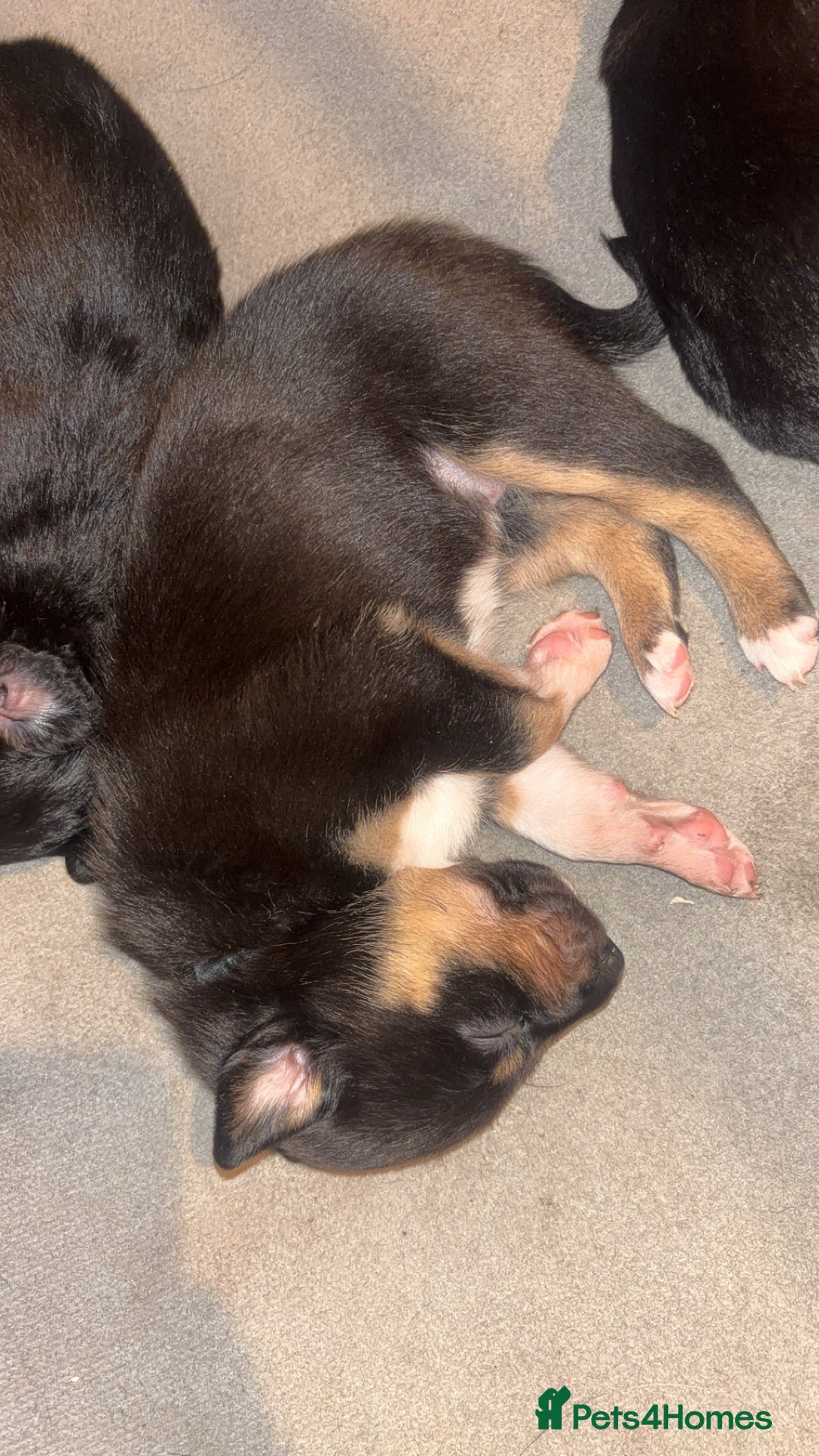 Mixed Breed dogs for sale: Beautiful Huntaway x Collie pups  - Image 21