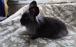 Mini Lop rabbits for sale: 3 little black bunnies pearls silver-plated fur - Advert 4