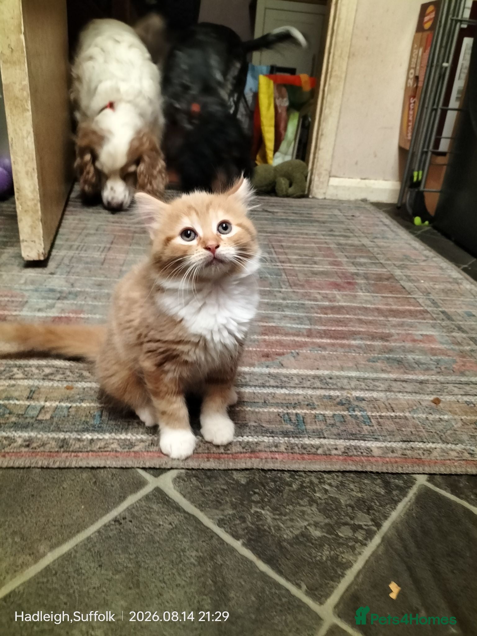Norwegian Forest Cat cats GORGEOUS CONFIDENT DOG & HOOVER PROOF FLUFFY BOYS - Advert 17