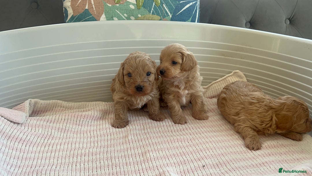 Maltipoo dogs for sale: Gorgeous Maltipoo Puppies - Image 7
