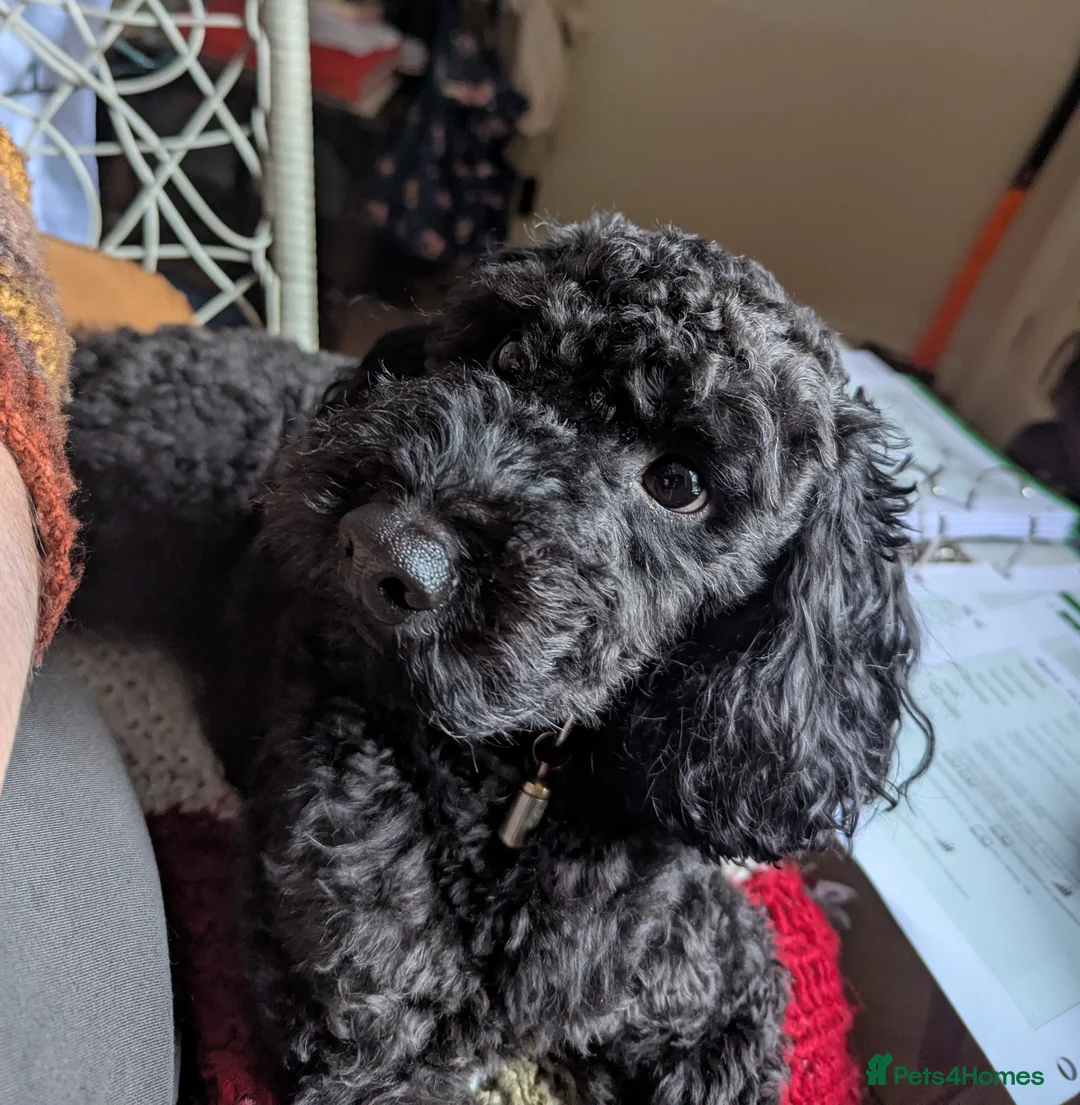 Mixed Breed dogs for stud: Jackapoo for stud in Wrexham - Advert 1