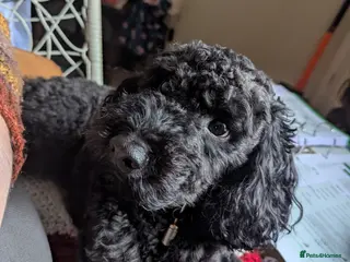 Mixed Breed dogs Jackapoo for stud - Advert 1