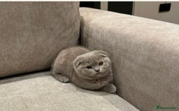 Scottish Fold cats for sale: Adorable Scottish fold  - Image 13