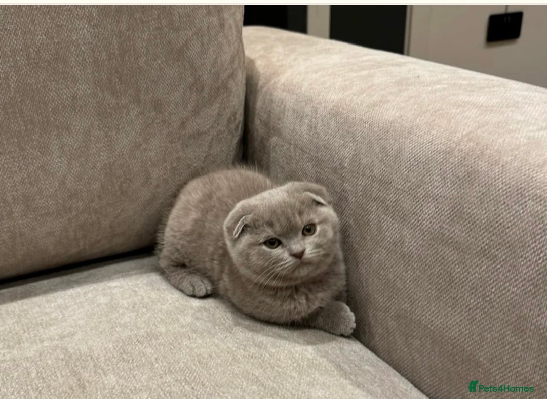 Scottish Fold cats for sale: Adorable Scottish fold  - Image 13