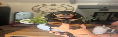 Miniature Dachshund 6