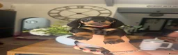 Miniature Dachshund dogs for sale: 7 Black and Tan and Blue miniature Dachshund’s  - Advert 11