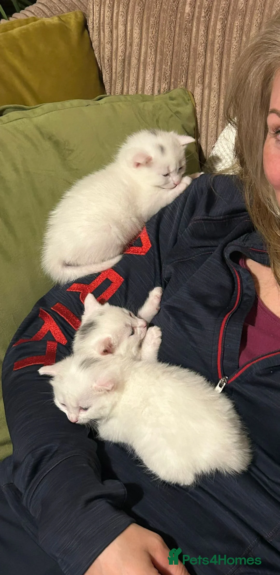 Mixed Breed cats for sale: Kittens for sale - Advert 2