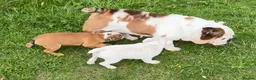 English Bulldog dogs for sale: Standard English Bulldog Puppies  - Advert 2