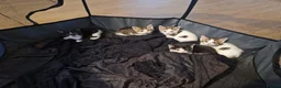 Mixed Breed cats for sale: Kittens ready for homes, tabby, white, black - Advert 12