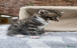Mixed Breed cats for sale: Fluffy mixed tabby kittens  - Image 22