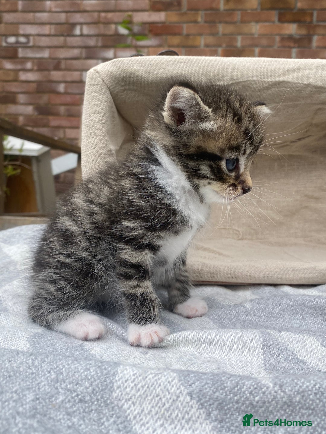 Mixed Breed cats for sale: Fluffy mixed tabby kittens  - Image 22