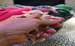 Sugar Glider rodents for sale: Beautiful twin Leucistic Sugar gliders - Image 6