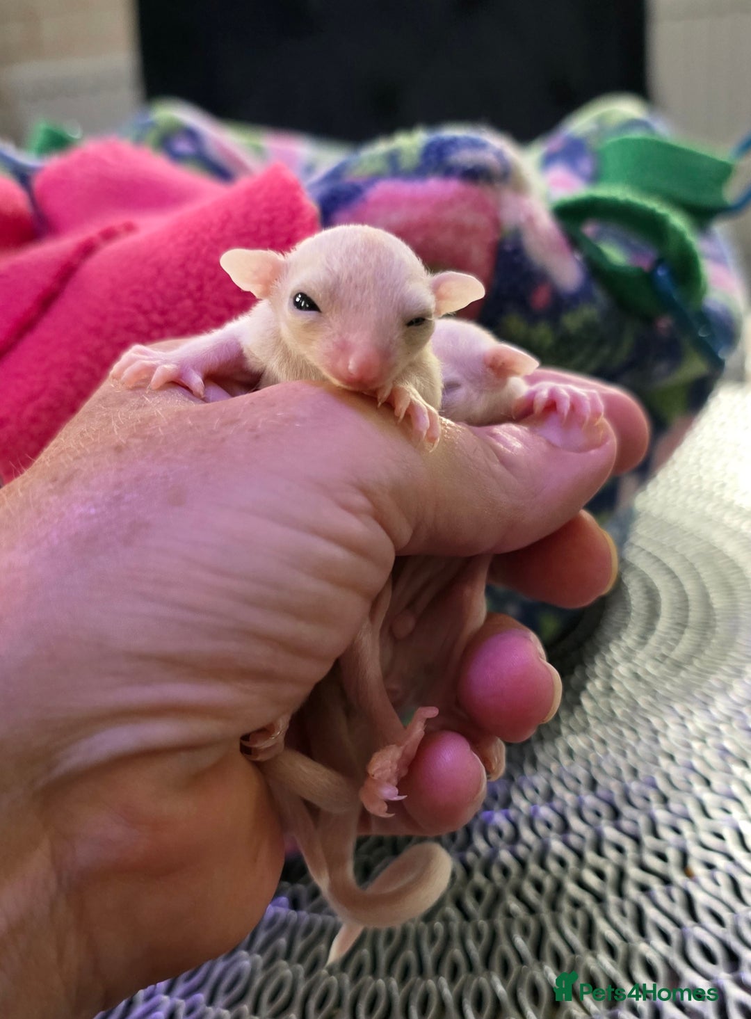 Sugar Glider rodents for sale: Beautiful twin Leucistic Sugar gliders - Image 6