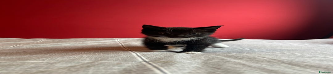 Domestic Shorthair Kitten 5