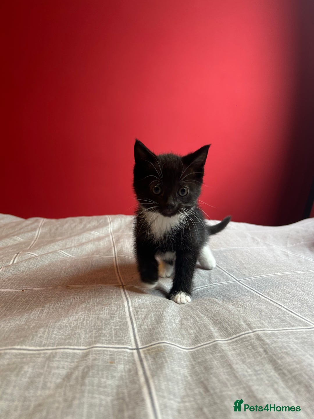 Domestic Shorthair cats for sale: 4 tabby kittens and 1 tuxedo kitten for sale! - Image 3