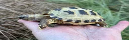 Tortoise reptiles for sale: Baby horsfield tortoises. Setups also available  - Advert 6