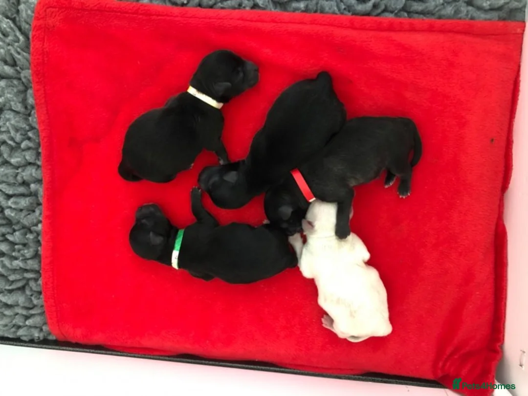 Maltese dogs for stud: PROVEN STUNNING SMALL KC MALTESE FOR STUD in Wigan - Advert 17
