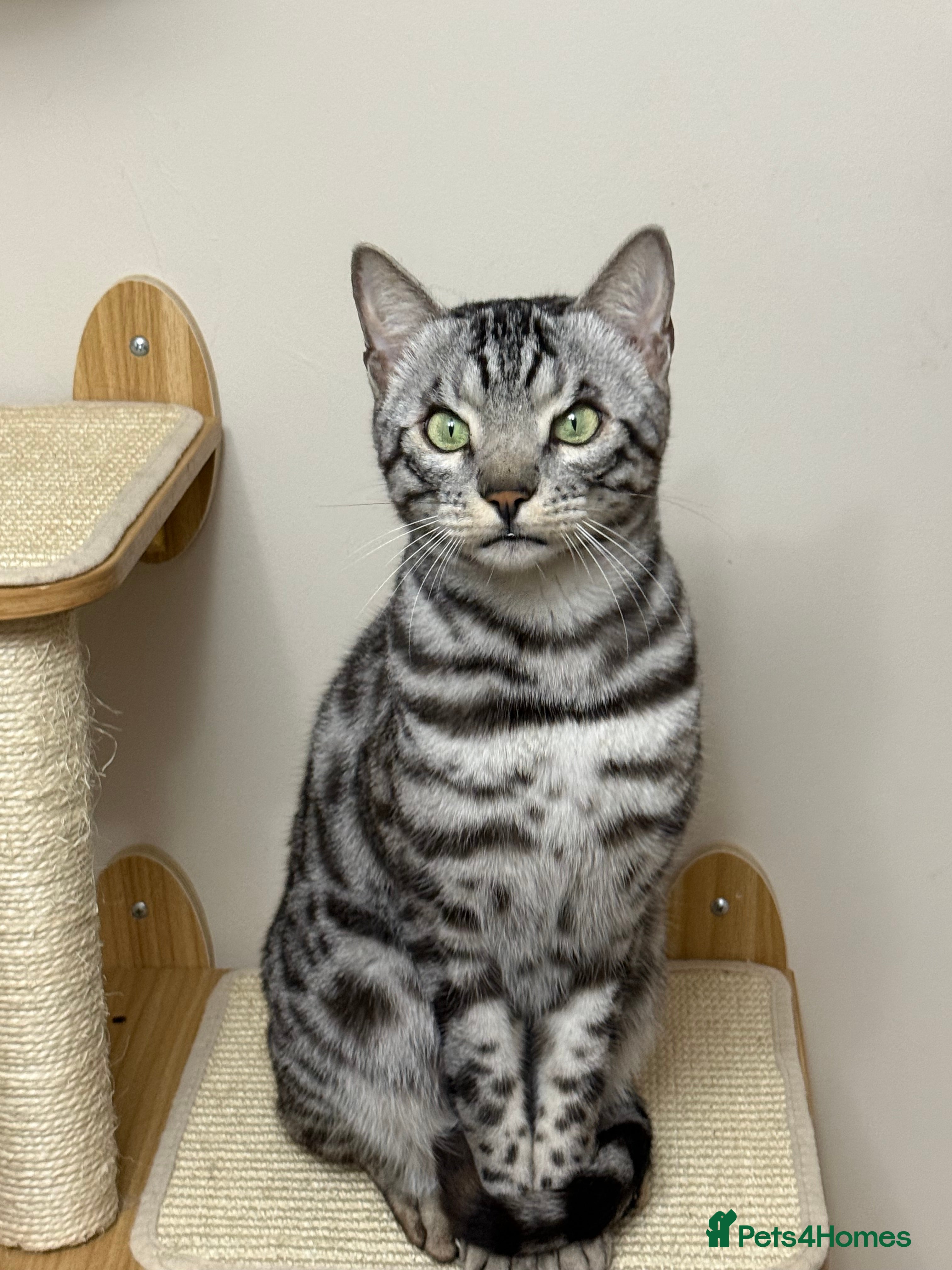 Bengal cats ⭐️Silver (black) Spotted Bengal TICA registered ⭐️ - Advert 10