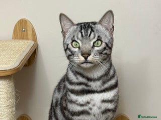 Bengal cats ⭐️Silver (black) Spotted Bengal TICA registered ⭐️ - Advert 10